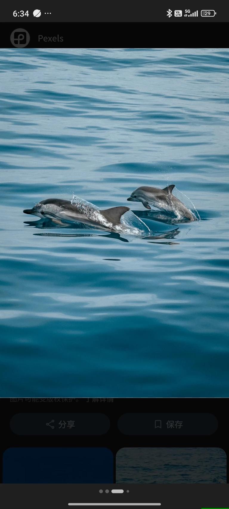 Dolphin thumbnail