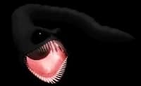 Slugfish  thumbnail