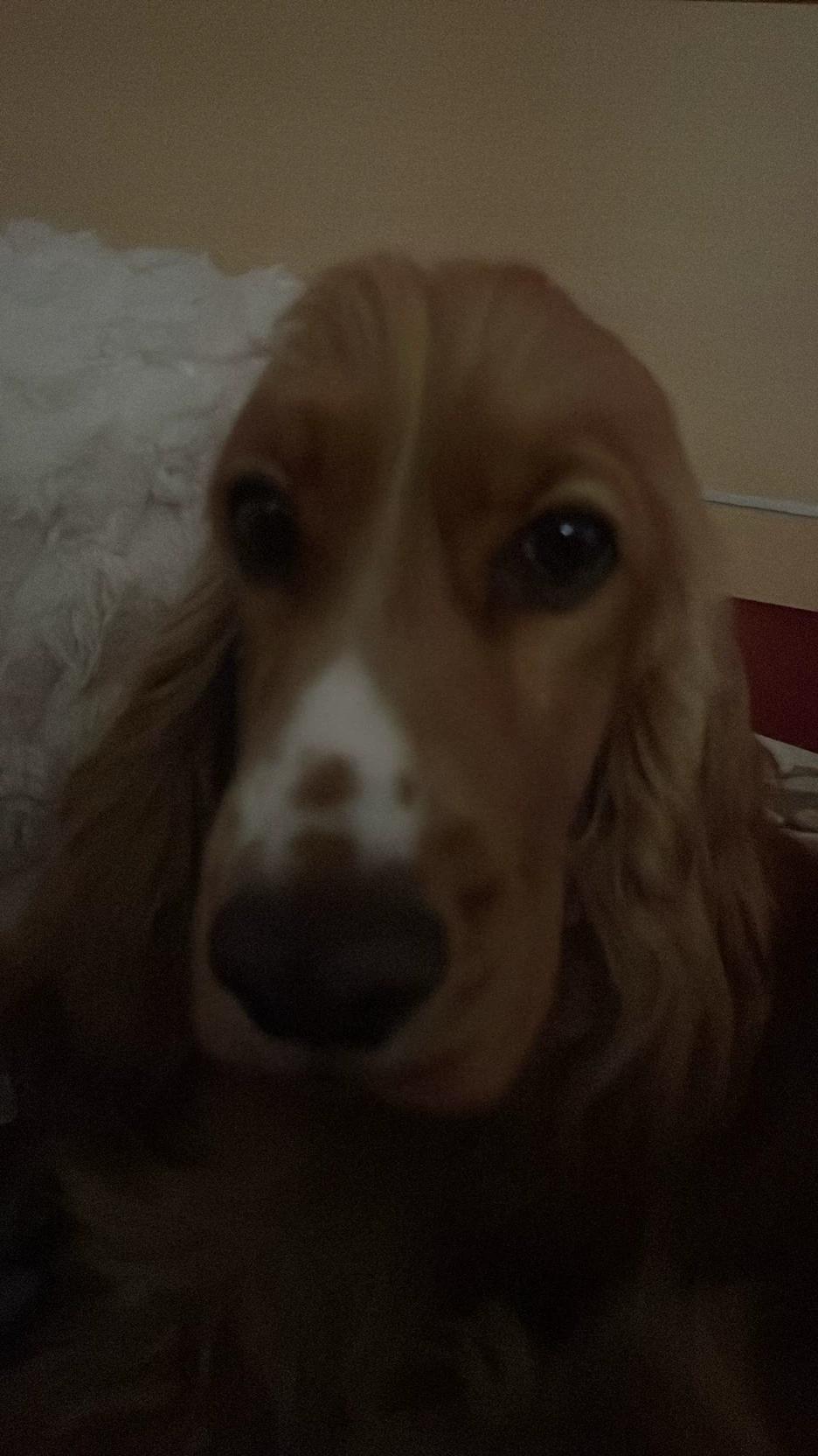My dog ​​ thumbnail