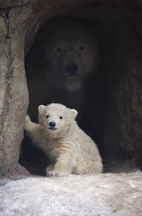 World of animals. thumbnail