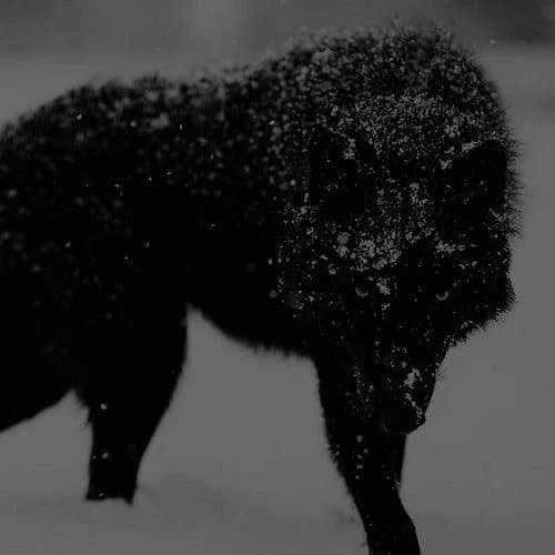 Wolf Goros thumbnail