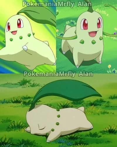Chikorita thumbnail