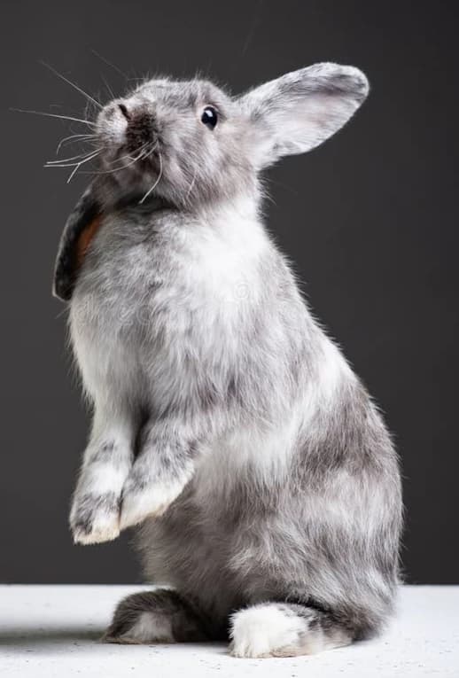 Rabbit thumbnail