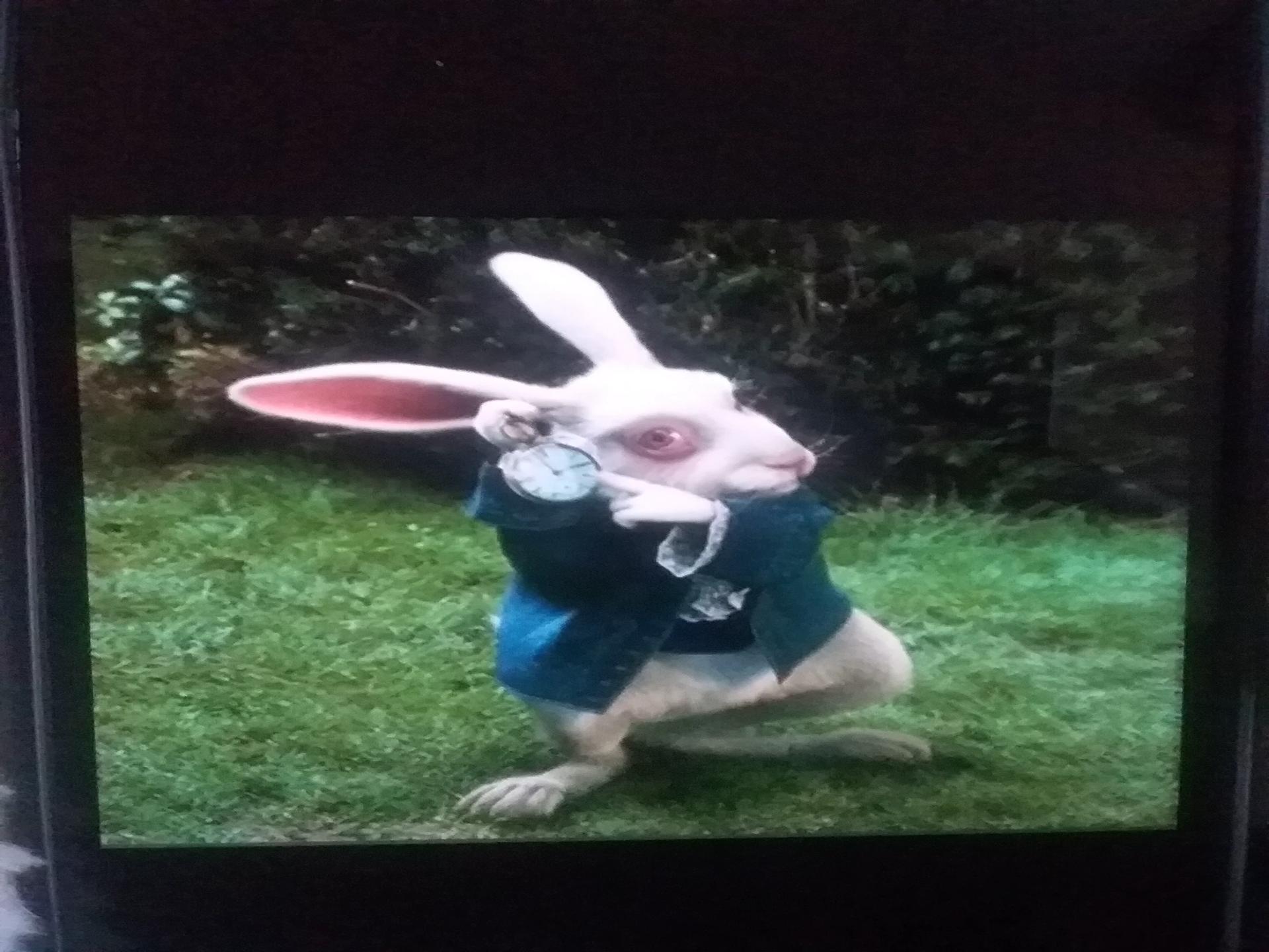 That damn white rabbit  thumbnail
