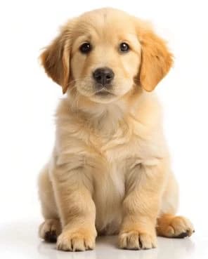 Doggie! thumbnail