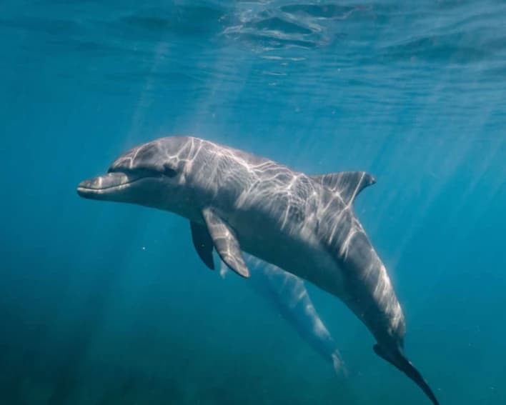 Dolphin thumbnail