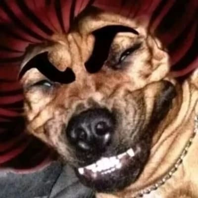 Yujiro hamna dog thumbnail