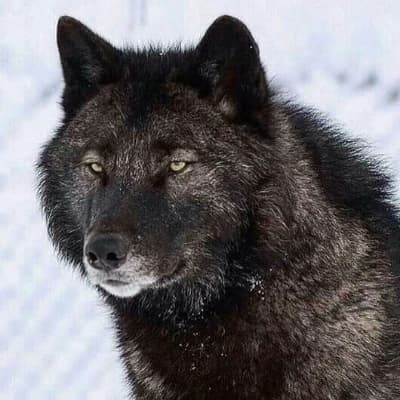 Kael (Alpha Wolf) thumbnail