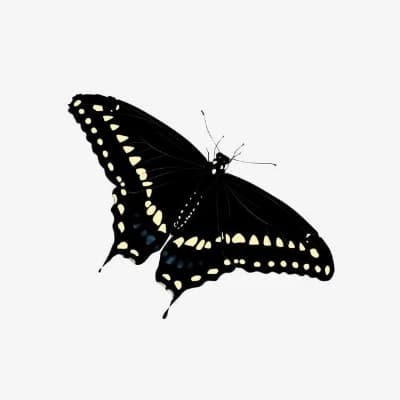 The Black Swallowtail Oracle thumbnail