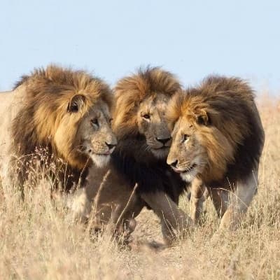 Kazi, Ari, and Viggo (The Lion Coalition) thumbnail
