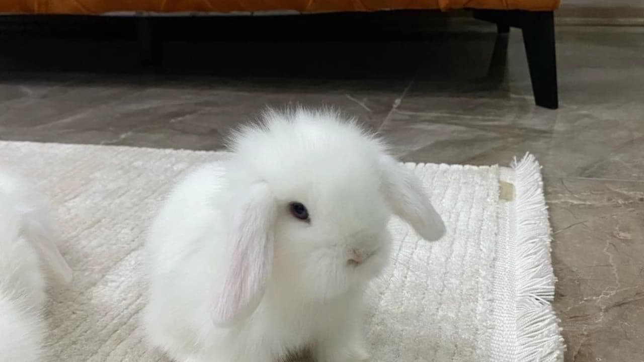 Alpha black wolf and bunny thumbnail