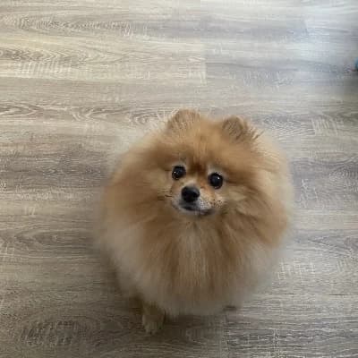Talking Pet Spitz thumbnail