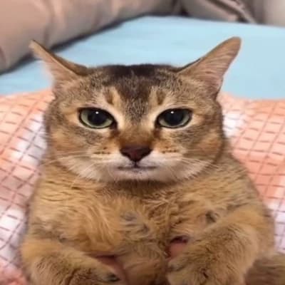 Ban. thumbnail