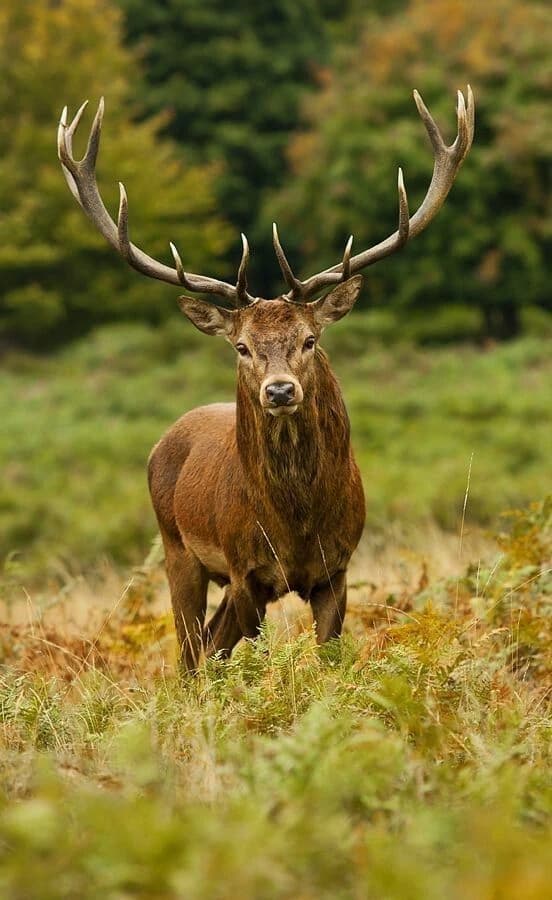 Deer thumbnail