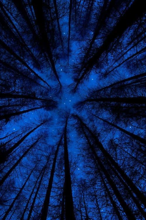 Forest thumbnail