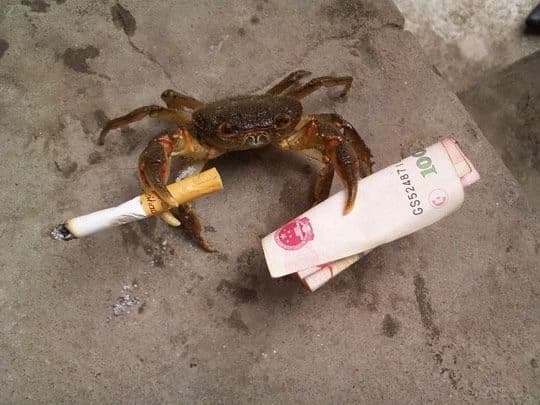 Crab Crazy Life thumbnail