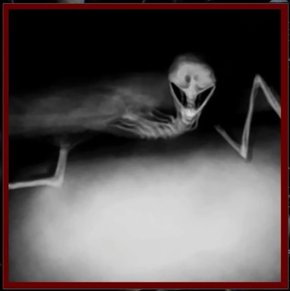 fieshbed thumbnail
