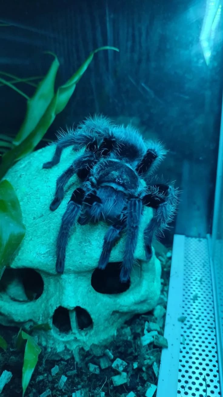 Spider  thumbnail
