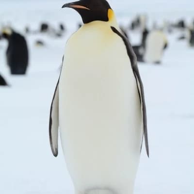 penguin thumbnail
