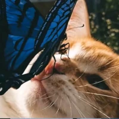 Jack thumbnail