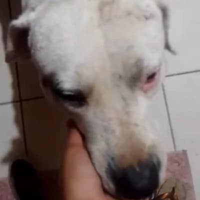 Zeus  thumbnail