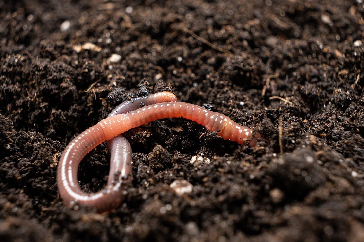 Worm thumbnail