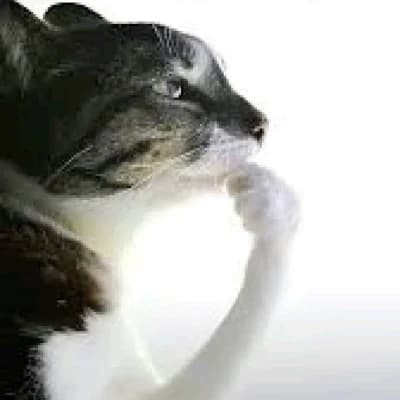 Lyraena Meadowlight thumbnail