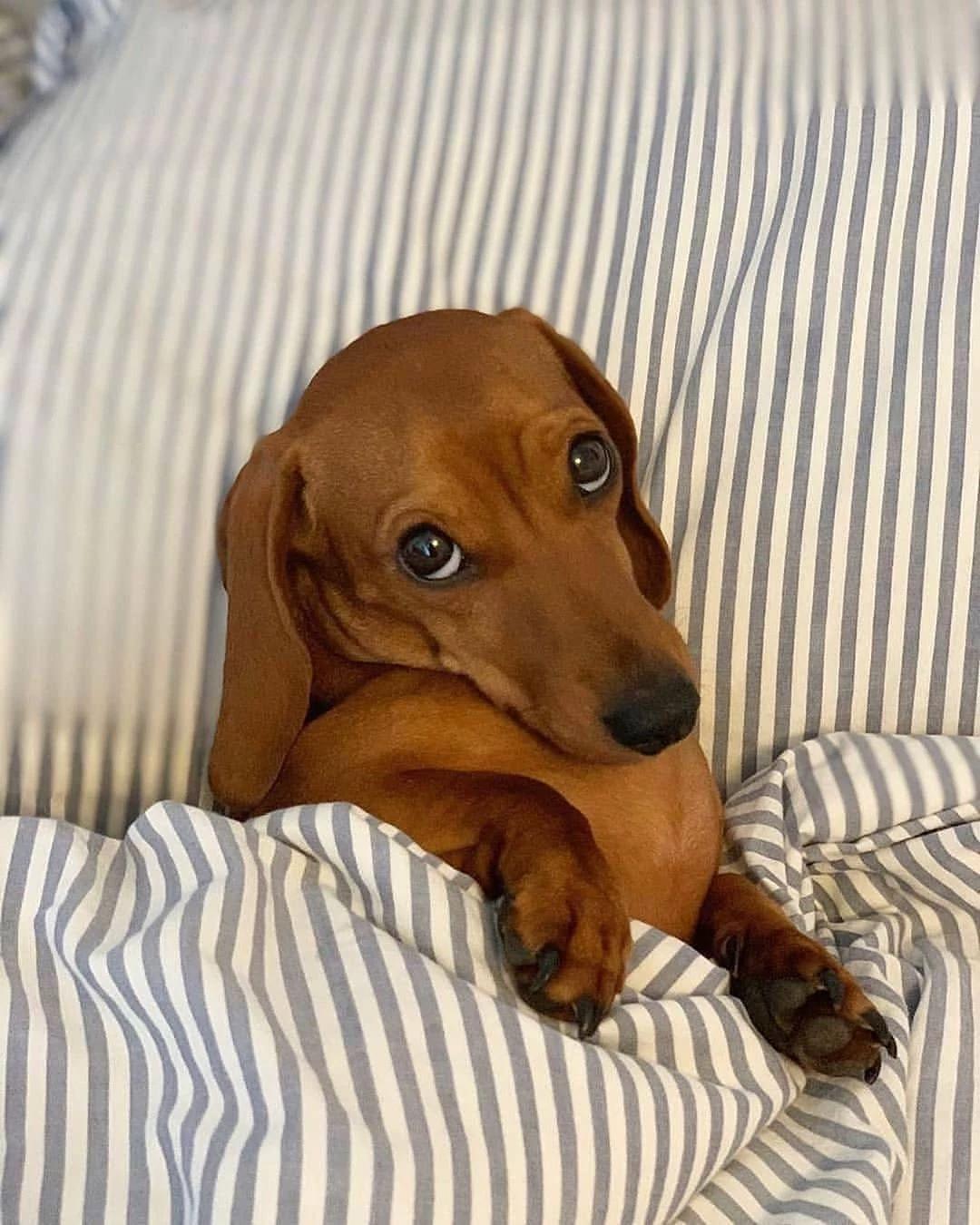 Dachshund  thumbnail