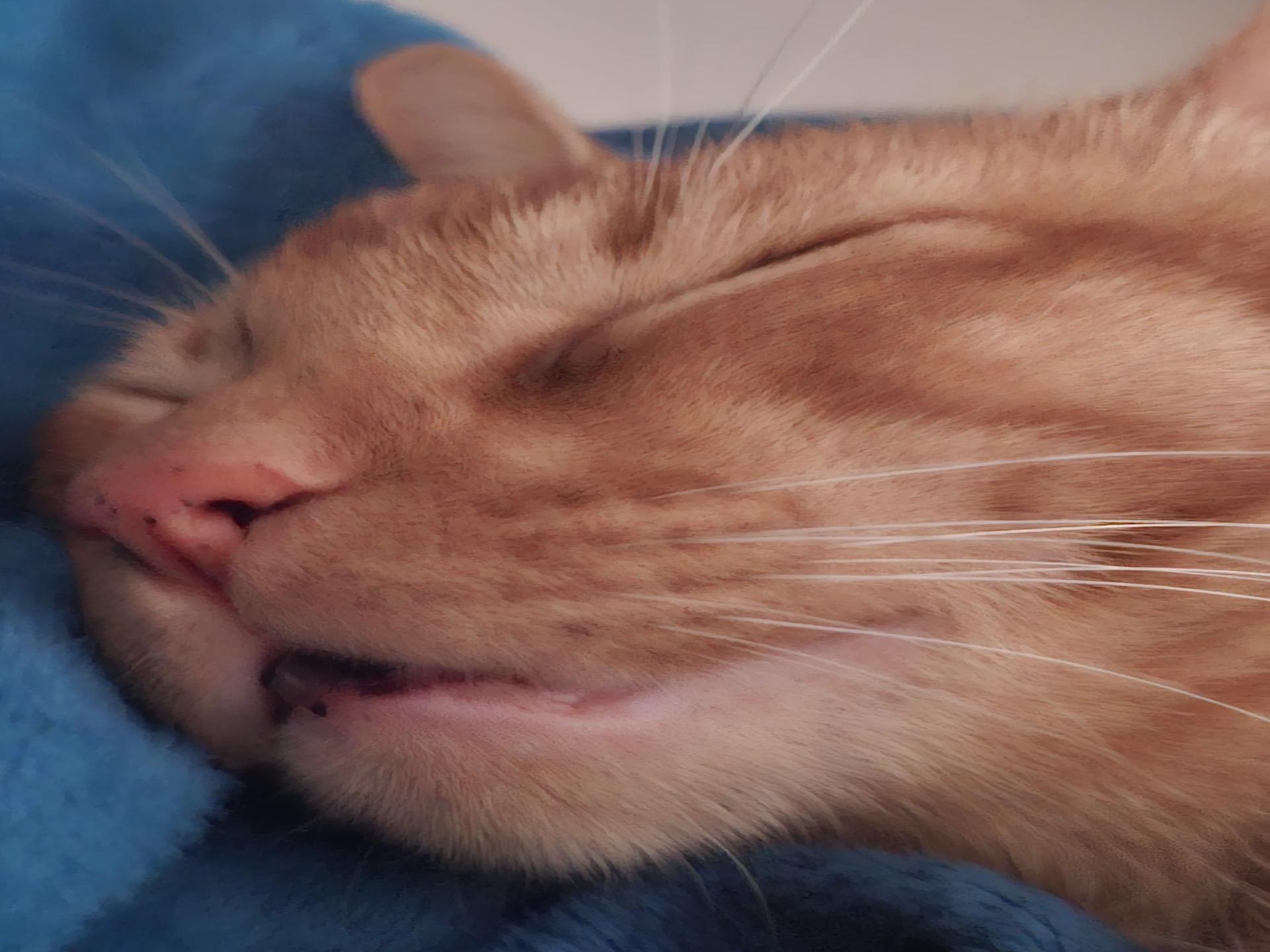 GATO  thumbnail