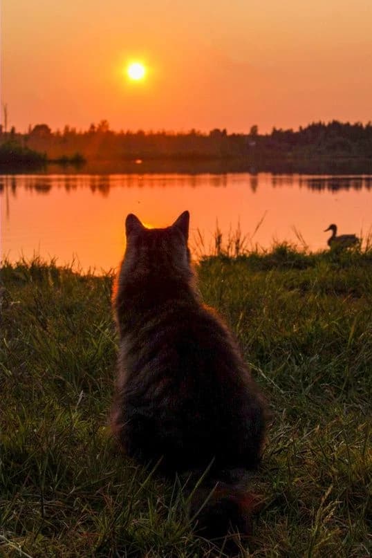 Red village cat thumbnail