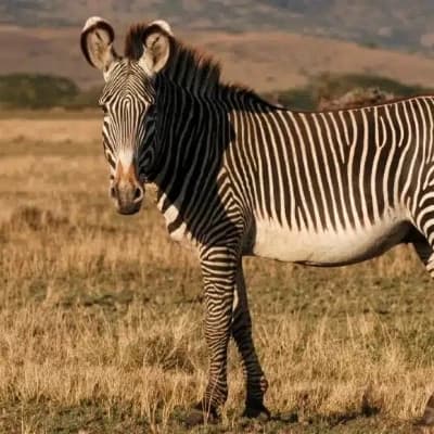 Warrior Zebra thumbnail