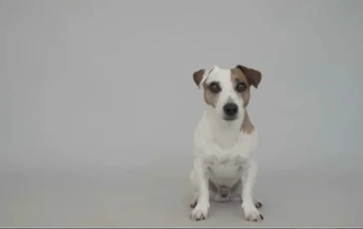 Perro quepeño thumbnail