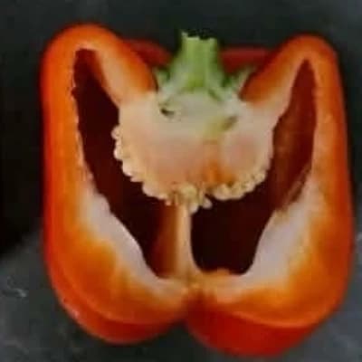 Salmon thumbnail