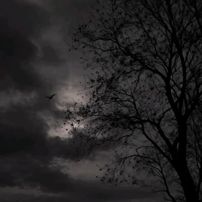 Through the Shadows thumbnail
