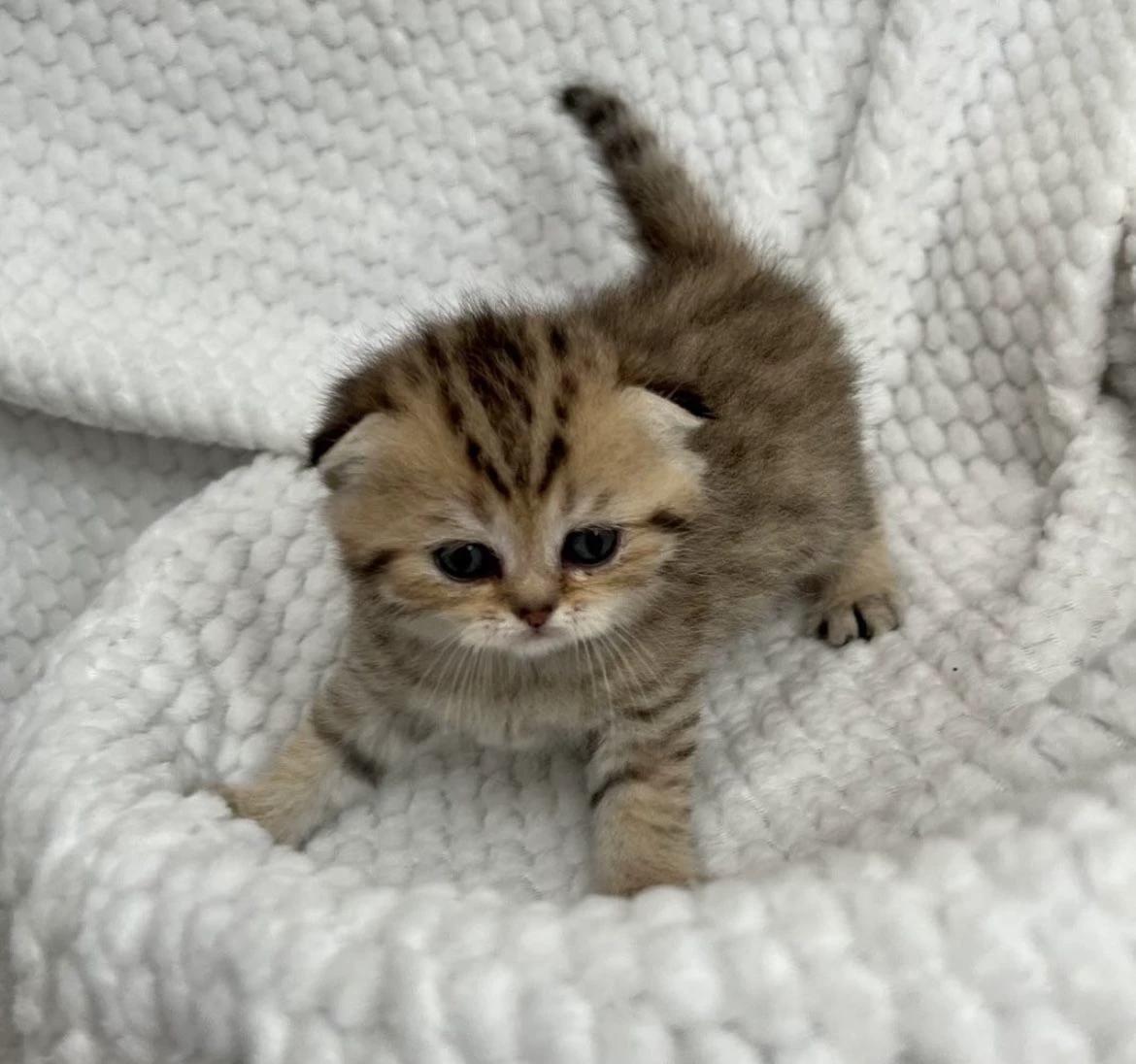 Kitten, Andrey and Oleg // thumbnail