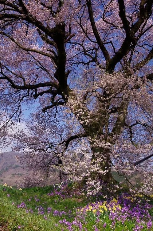 Mono-Sakura thumbnail