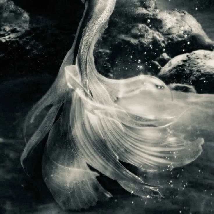 aurora - putri duyung thumbnail