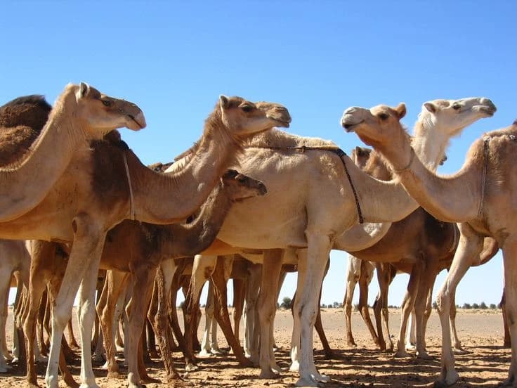 Camel army thumbnail