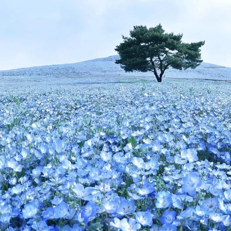 •Flower Field• thumbnail