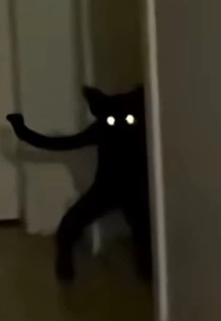 Dr. Gato capiruto thumbnail
