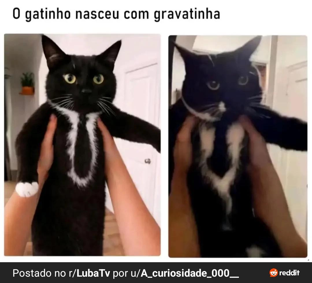 Chefinho  thumbnail