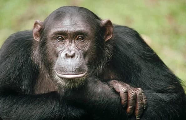 Chimpancés  thumbnail