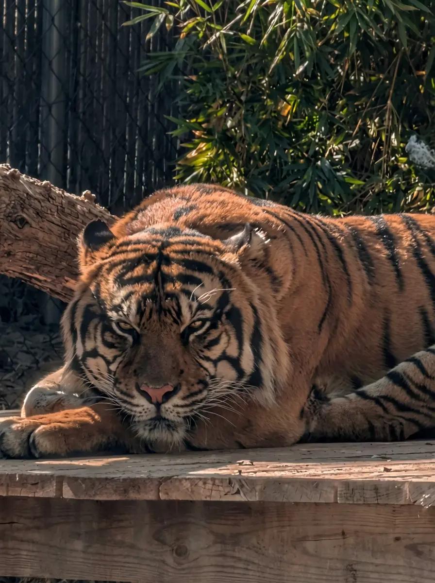 mating time tiger thumbnail