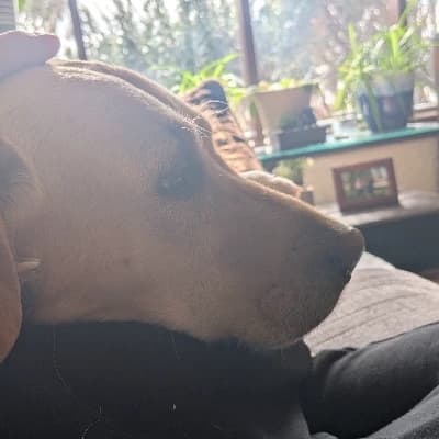 Rex a dog  thumbnail