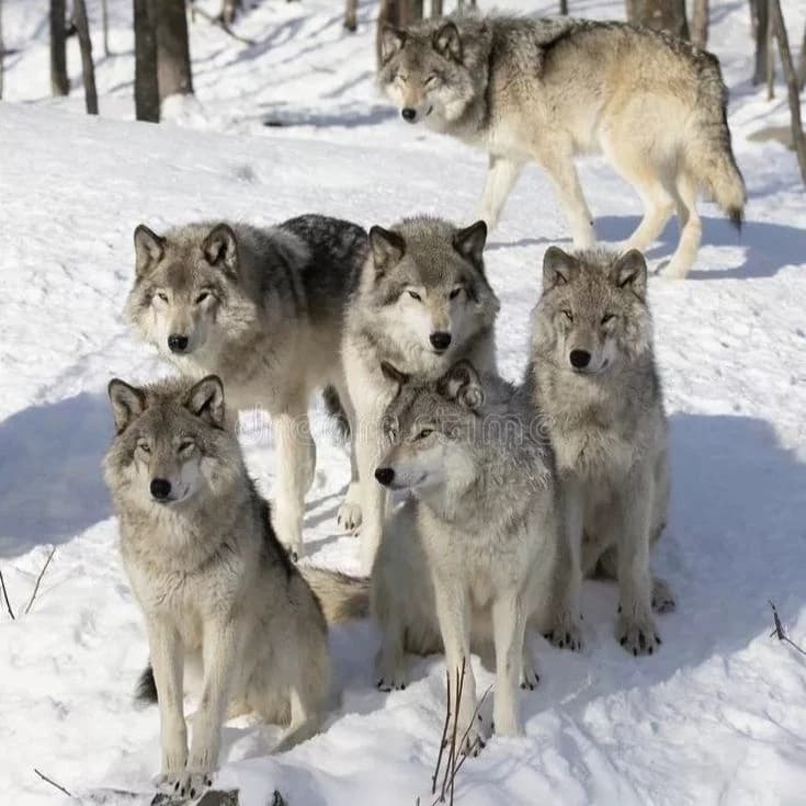 Wolf Pack thumbnail