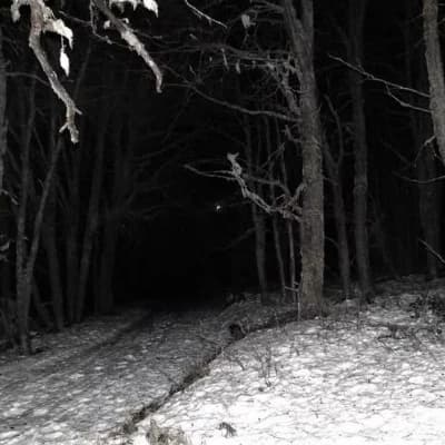 Bosque de nieve thumbnail