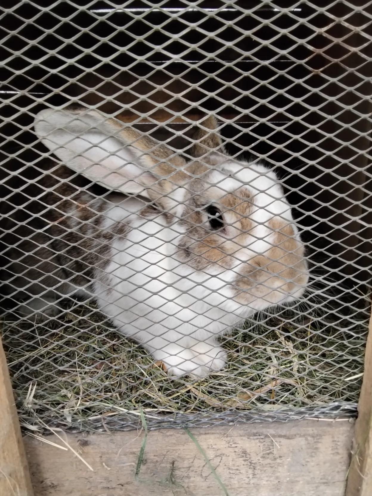 Hare thumbnail