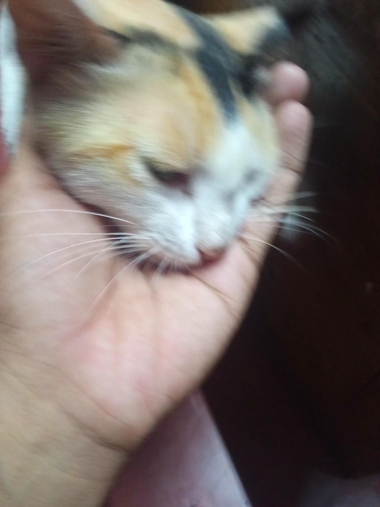 Miny (Your super Clingy Cat) thumbnail