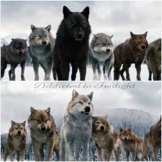 La Push - The call of the pack thumbnail