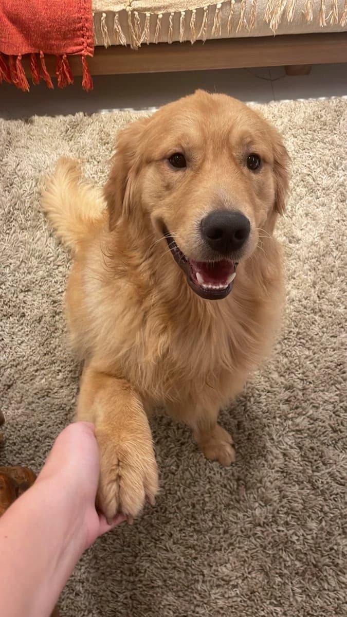 josh (your pet) thumbnail